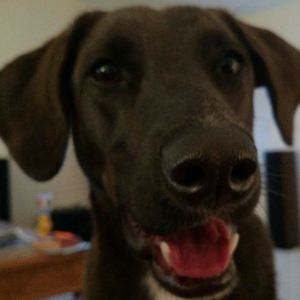 Meet your Posher, Todd